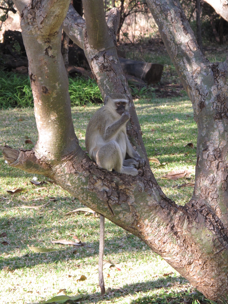 monkey, river, Zimbabwe