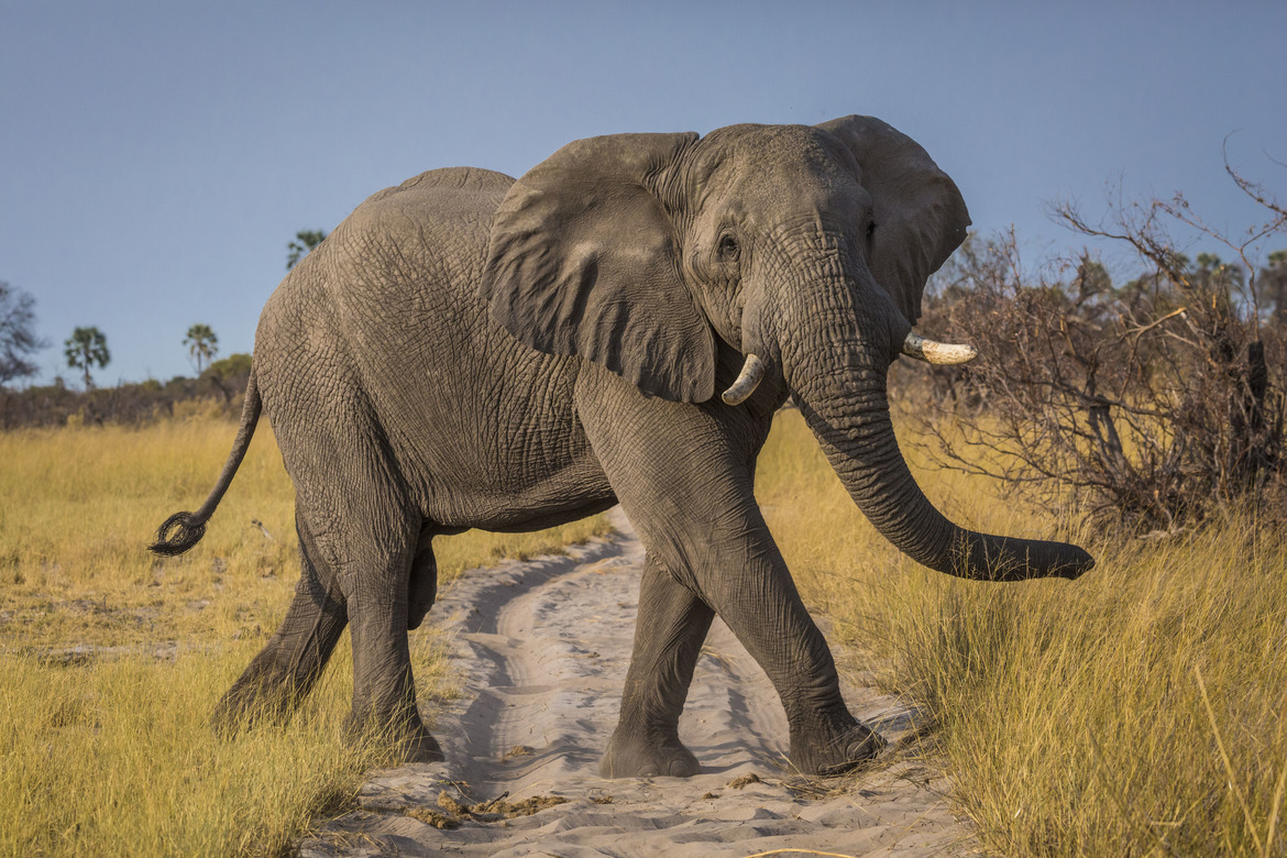 Elephant, Moremi Game Reserve, Botswana