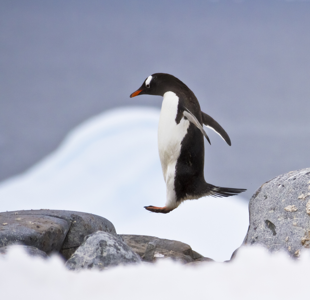 Gentoo Penguin, Damoy Island, Antarctica