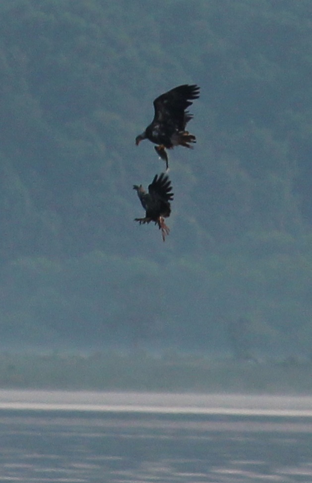 Bald Eagle, Leesylvania State Park, Virginia, United States