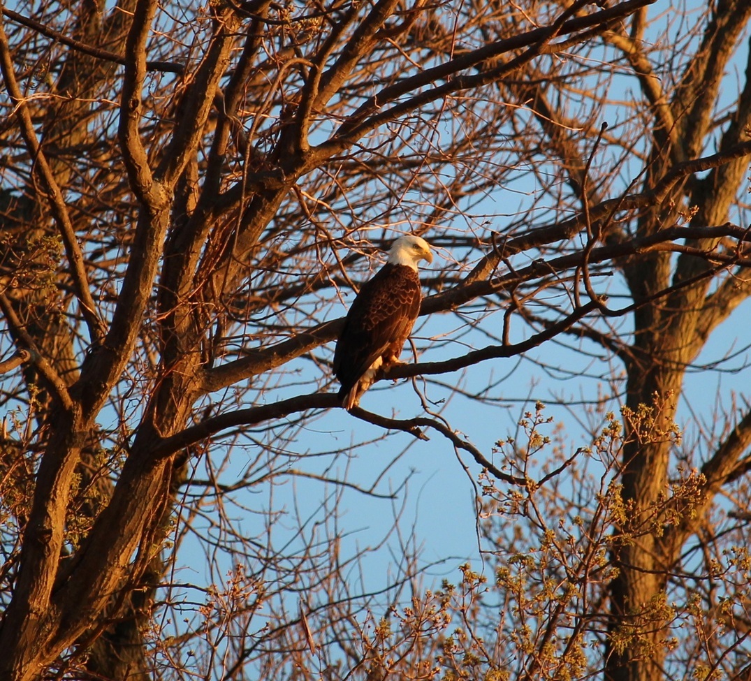 Bald Eagle, Leesylvania State Park, Virginia, United States