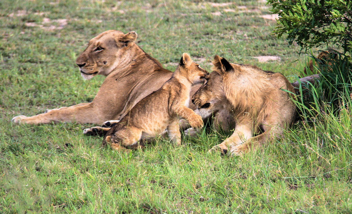 Lion, Sabi Sabi, South Africa