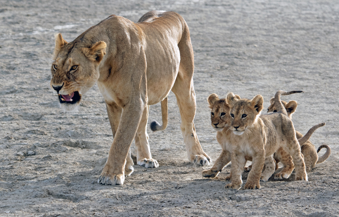 Lion, Serengeti National Park, Tanzania