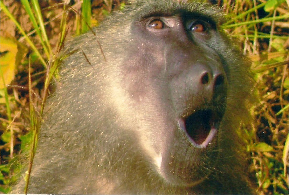 chacma baboon, Uganda, Africa