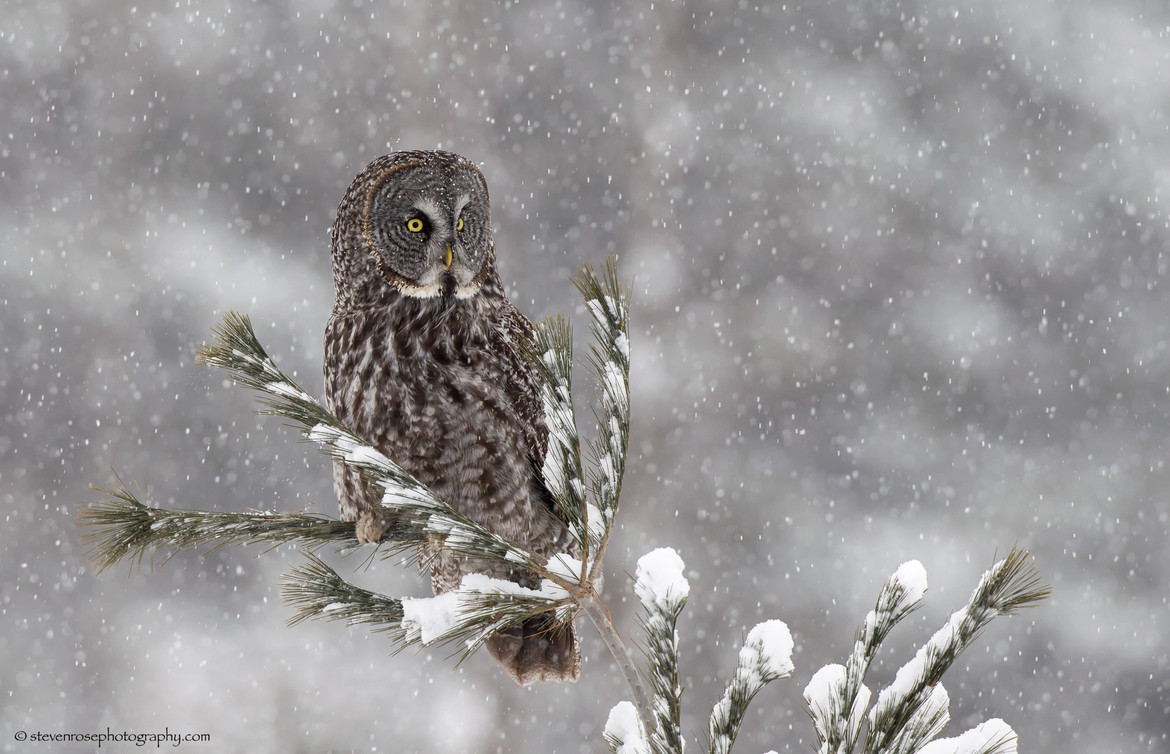 Great Grey Owl, Ottawa Ontario, Canada