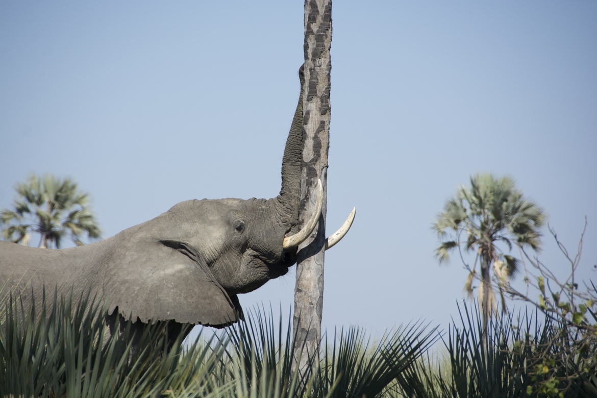 Elephant, Okavango Delta, Botswana