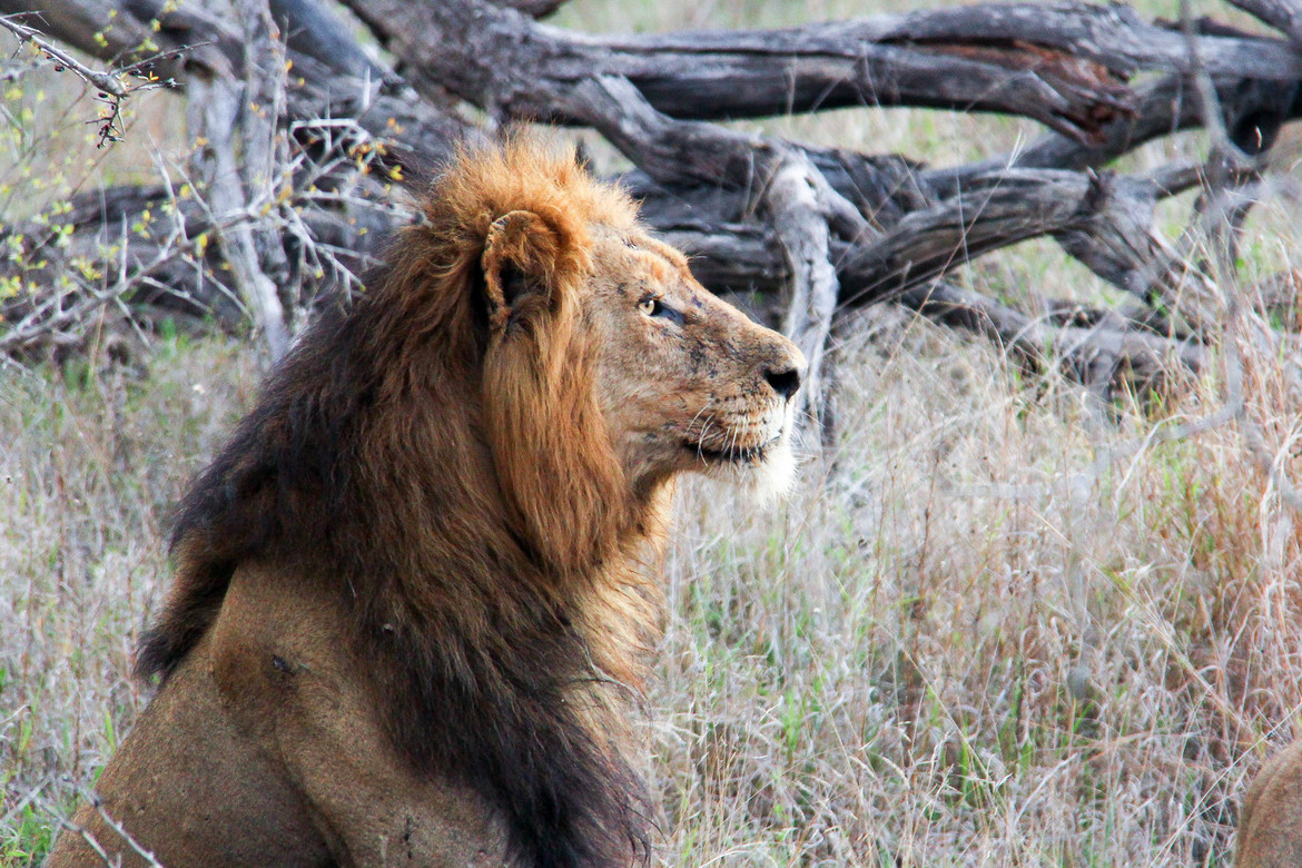 Lion, Kirkman Lodge, South Africa