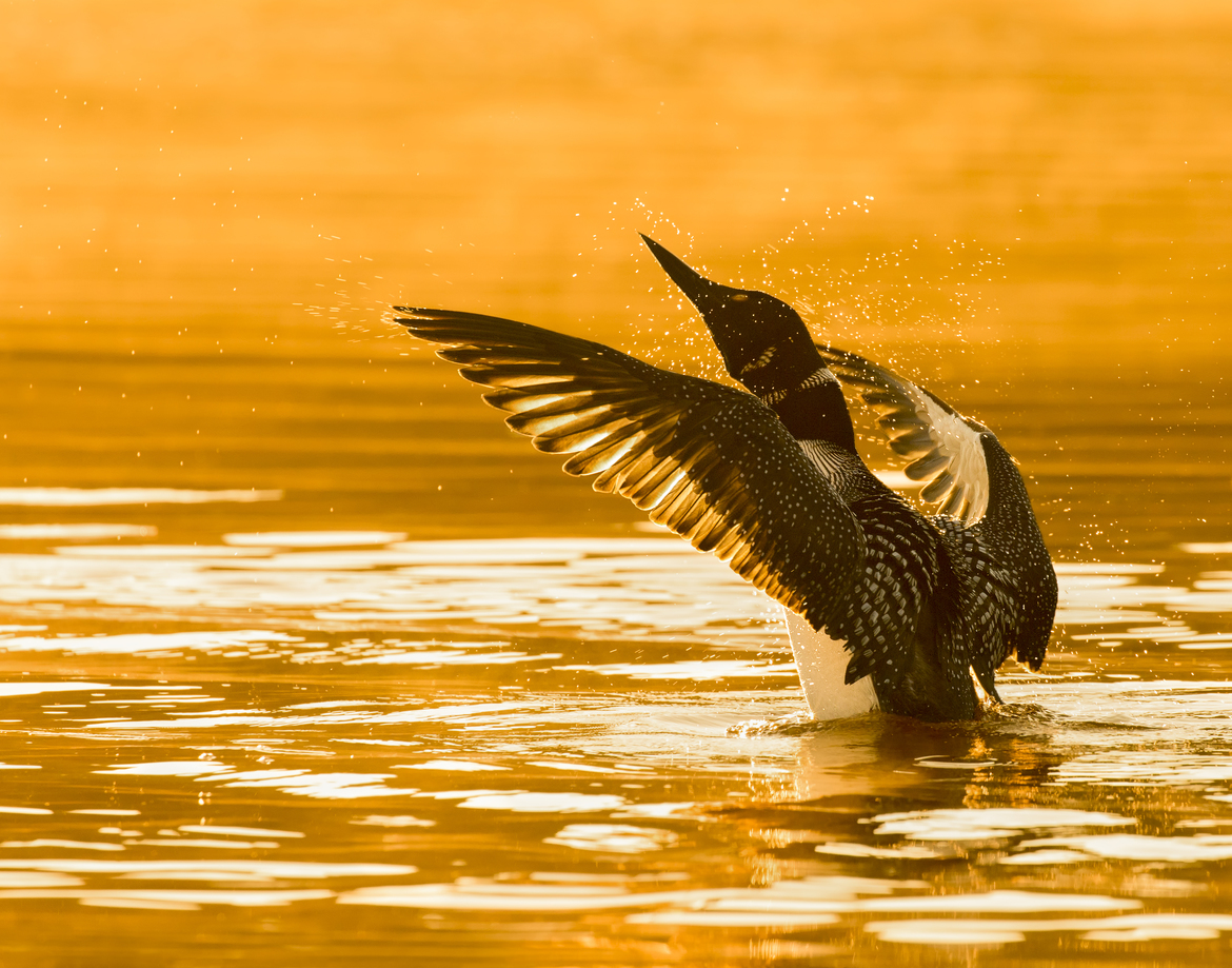 Common Loon, Ontario, Canada