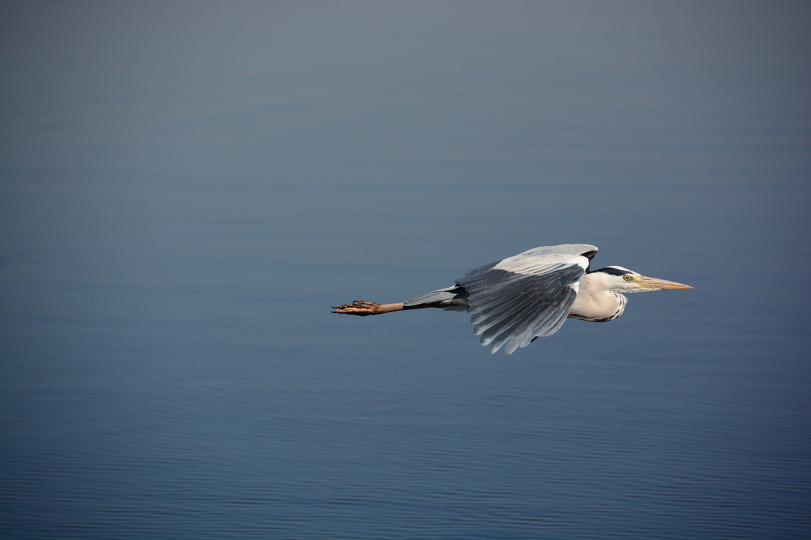 Crane, Chobe River, Botswana