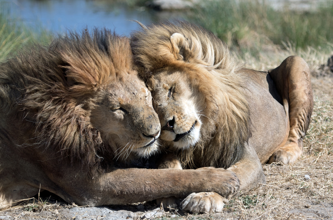 Lion, Serengeti National Park, Tanzania