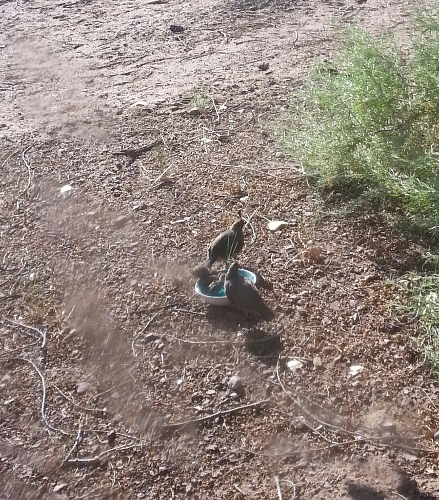 Quail / Gambel's Quail, Bosque del Apache NWR - New Mexico , USA