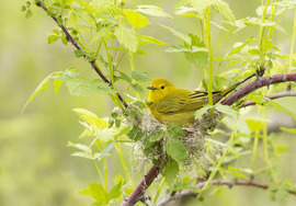 Grid yellow warbler on the nest
