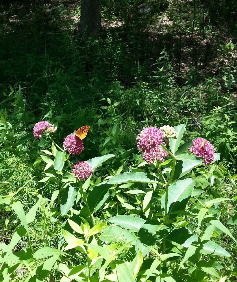 Butterfly/Fritillary and Skipper, Hawn State Park Missouri , USA