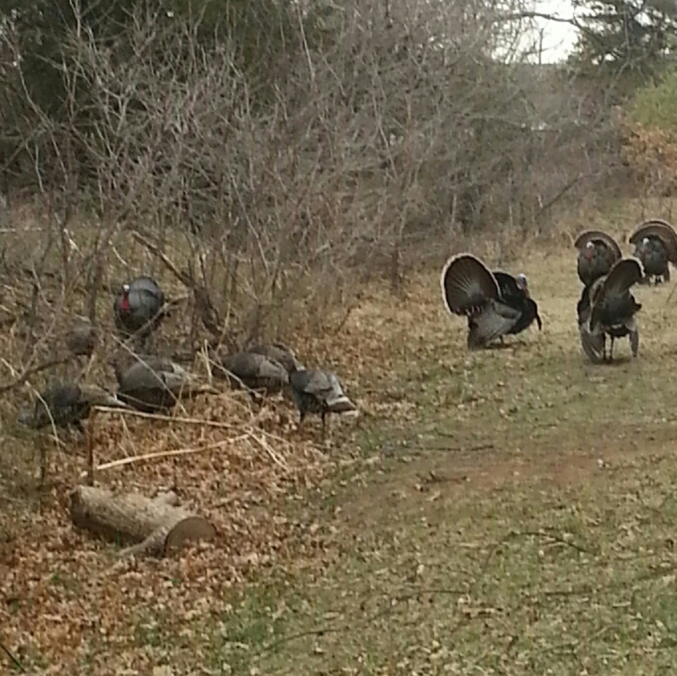 Turkey / Rio Grande - Bronze, Wichita Mountains Wildlife Refuge Oklahoma , USA