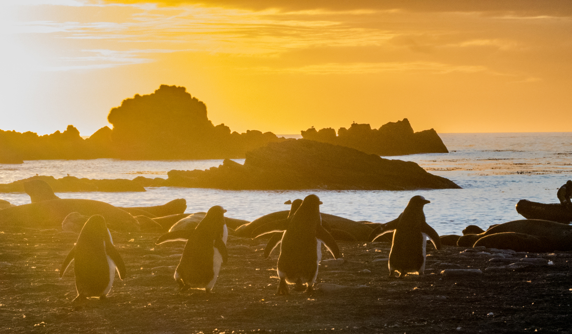 gentoo penguins, Gold Harbor, South Georgia, South Georgia