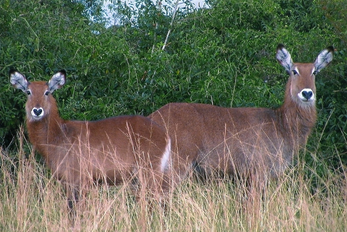 Ugandan Kob, Uganda, Africa