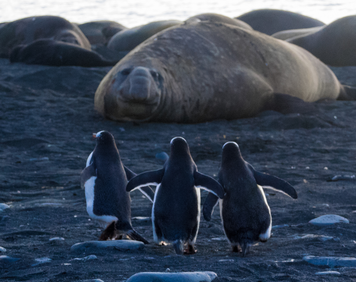 gentoo penguins, Gold Harbor, South Georgia, South Georgia