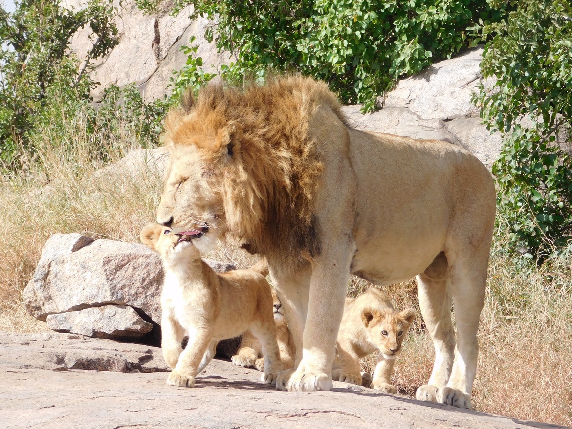 Lions, Serengeti , Tanzania