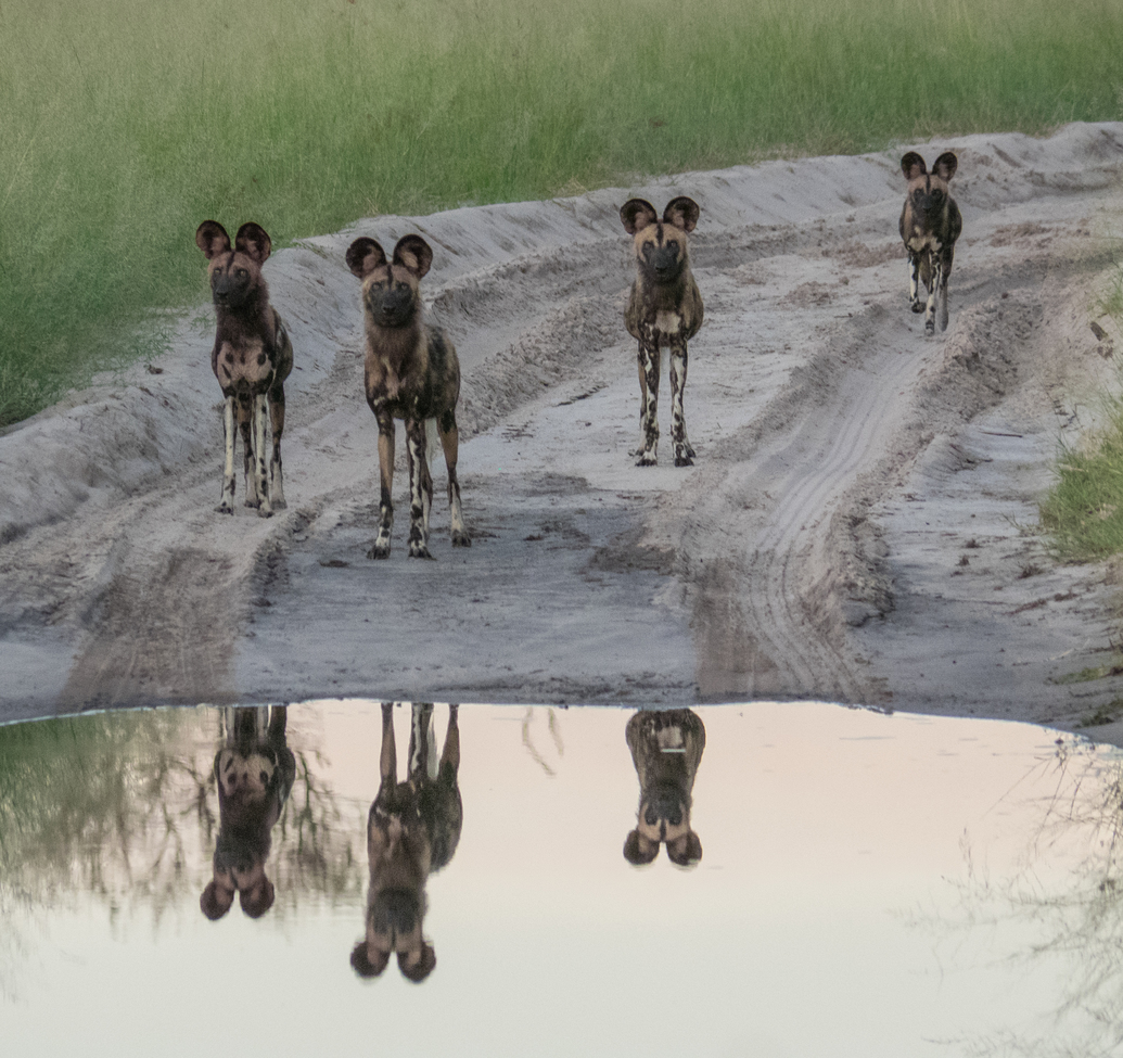 African Wild Dog, Little Vumbura, Okavango Delta, Botswana