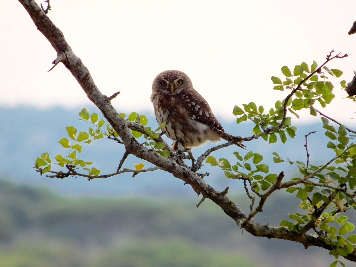 Burrowing Owl, Tarangire National Park, Tanzania