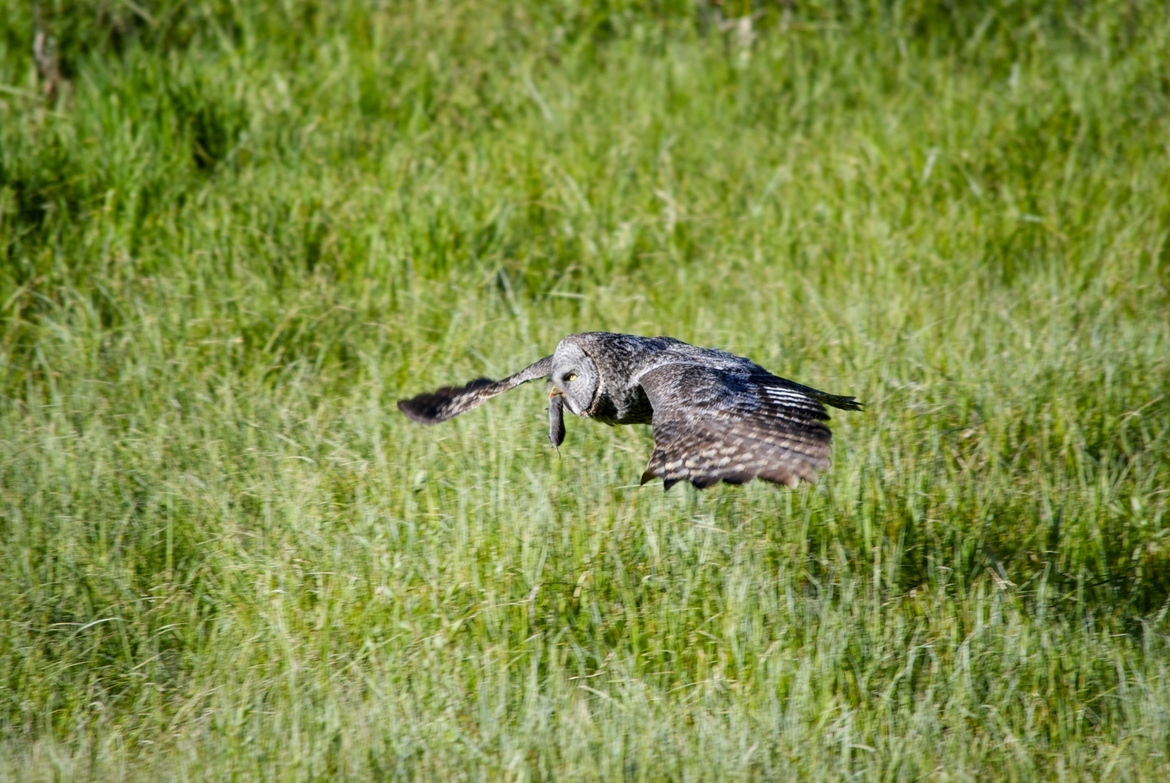 Great Grey Owl, Greater Yellowstone Ecosystem , USA