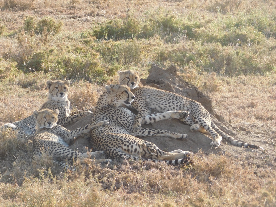 Cheetah, Serengeti , Tanzania