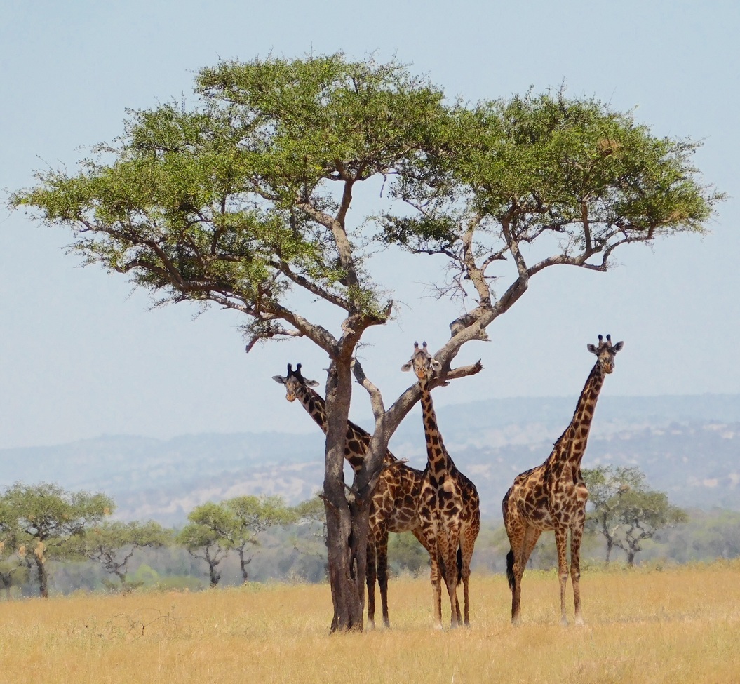 Giraffe, Tarangire National Park , Tanzania 