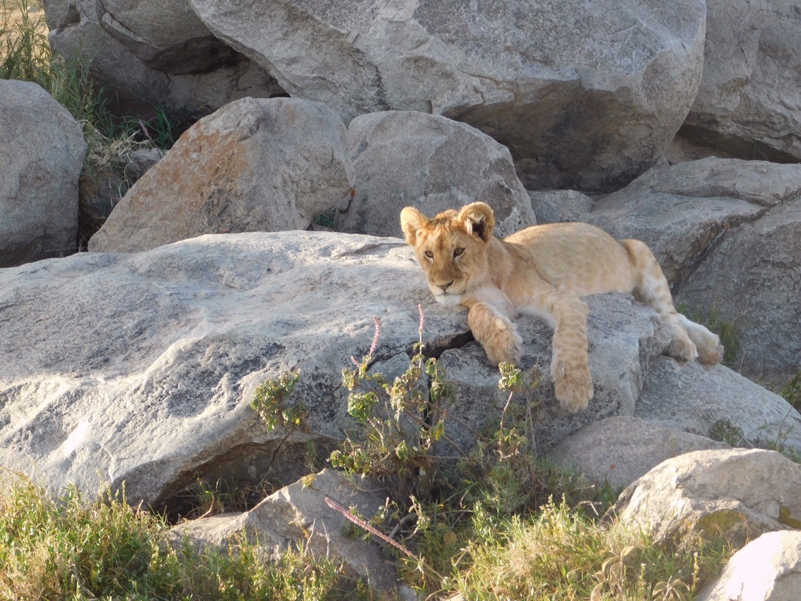 Lion, Serengeti , Tanzania