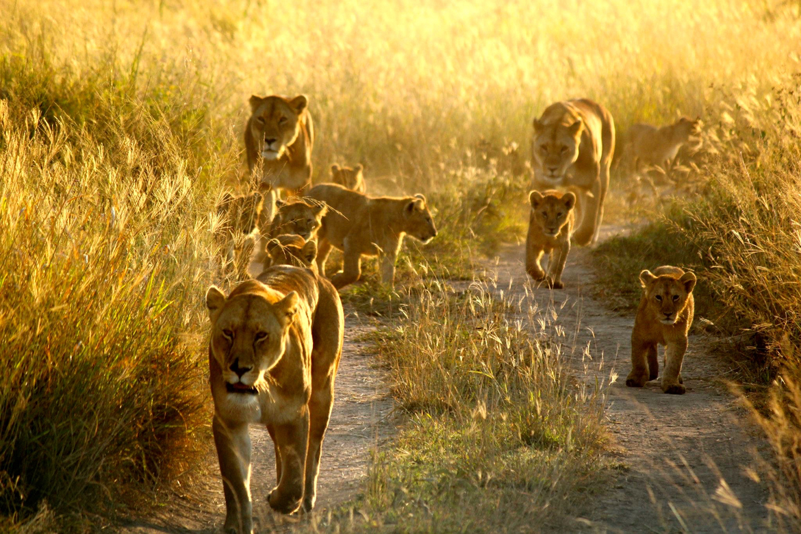 Lion (Panthera leo), Serengeti National Park, Tanzania
