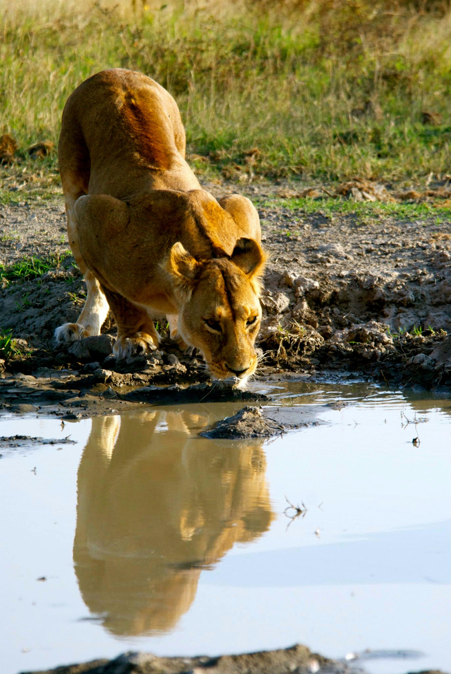 Lion (Panthera leo), Serengeti National Park, Tanzania