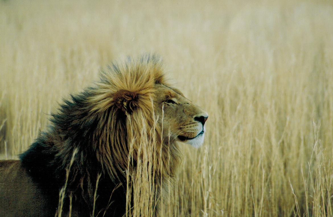 Lion, Gauteng , South Africa 