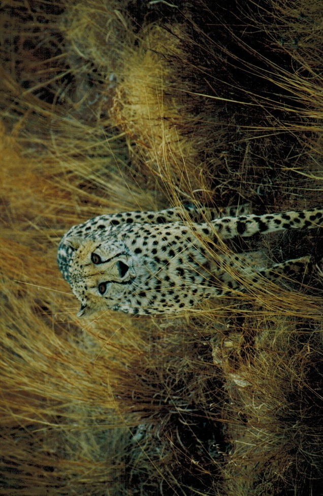 Cheetah , Gauteng , South Africa 
