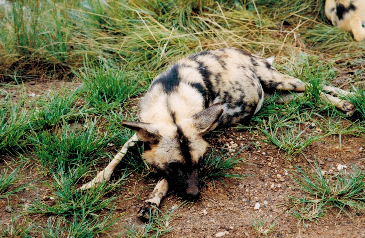 Wild dog, Gauteng , South Africa 