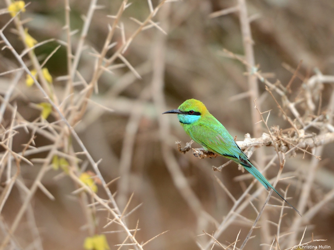 Bee Eater, Yala National Park, Sri Lanka