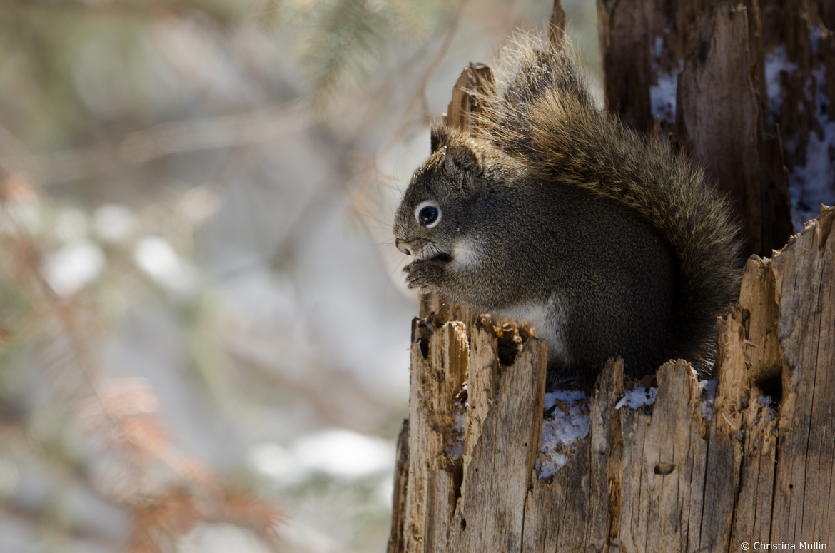 Red Squirrel, Yellowstone National Park , USA