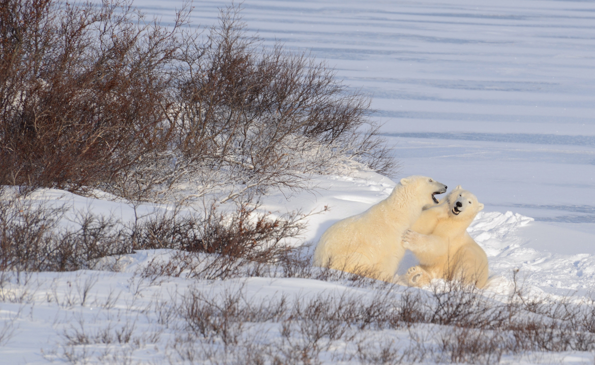 Polar Bear, Wapusk National Park, Churchill, Manitoba, Canada