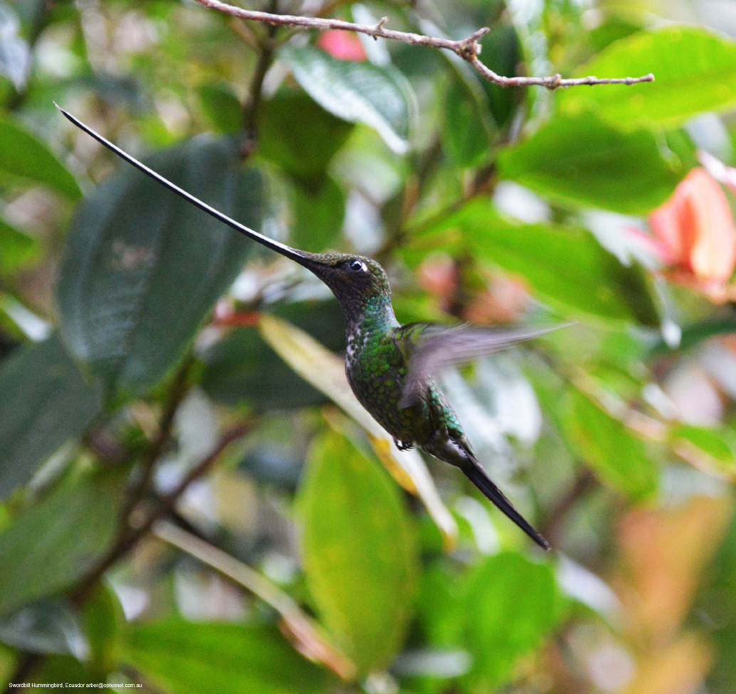 Swordbill Hummingbird, San Jorge Botanical Reserve, Ecuador