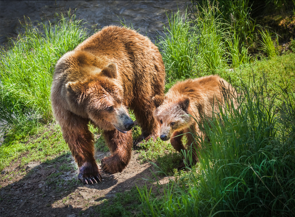Brown Bear, Brooks Falls, Katmai National Park, Alaska, United States
