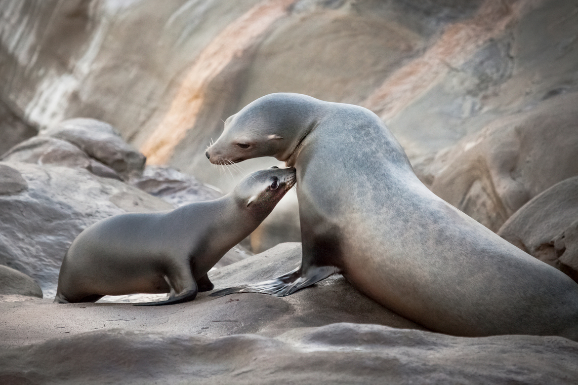 Sea Lion, La Jolla California, United States