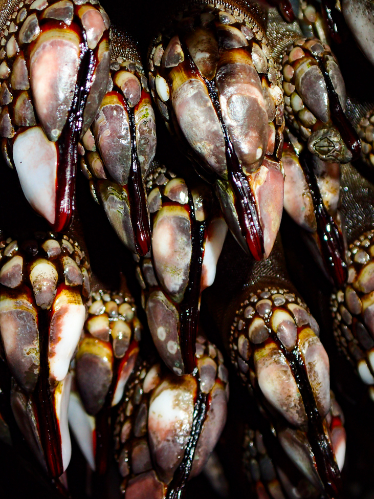 gooseneck barnacle, Olympic National Park , United States of America