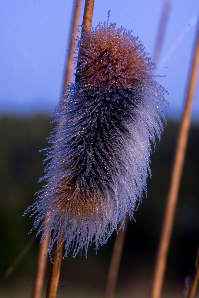 woolly bear caterpillar, Mason County, United States of America