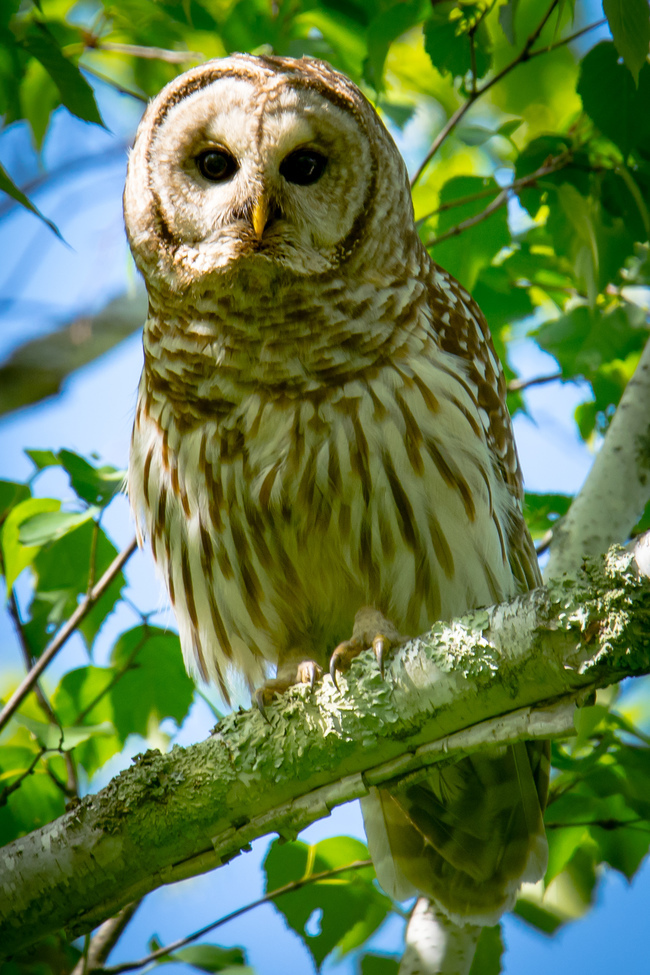 barred owl, Trego Nature Trail, Trego, WI , USA