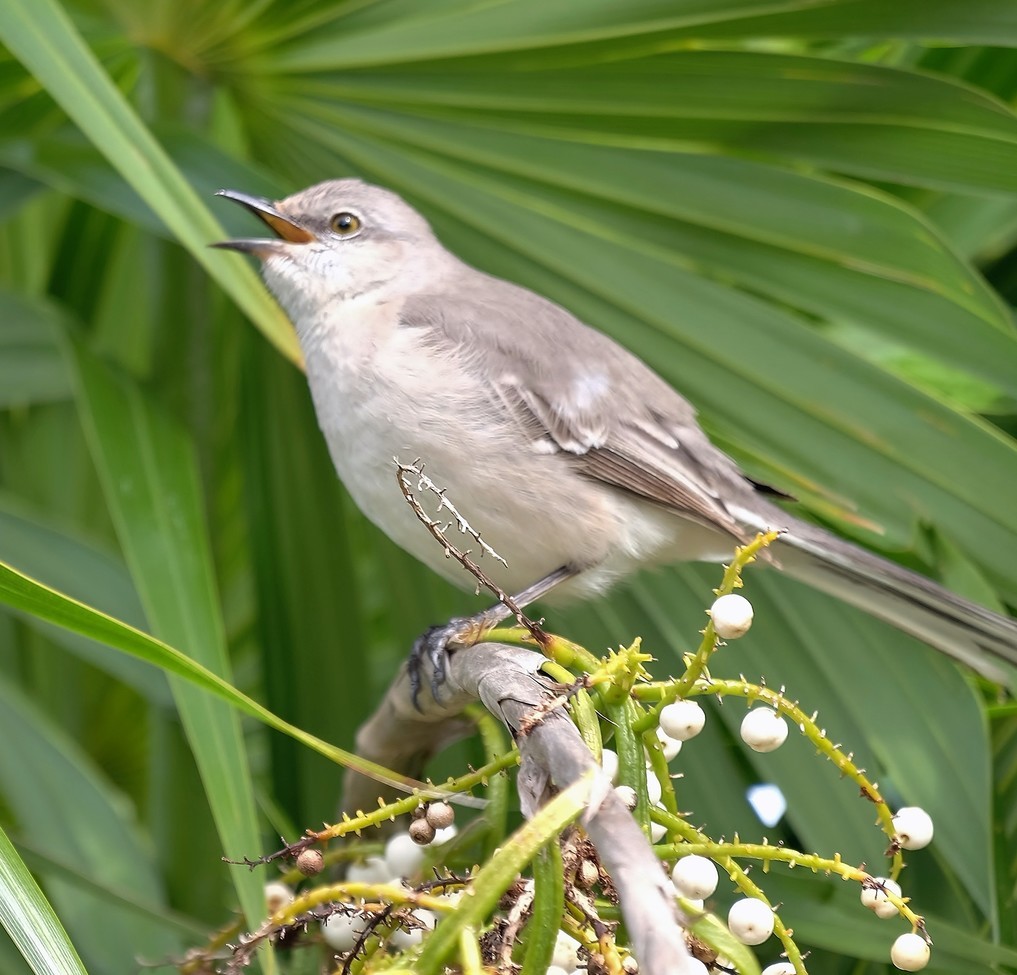 Mocking bird, Floridia, USA