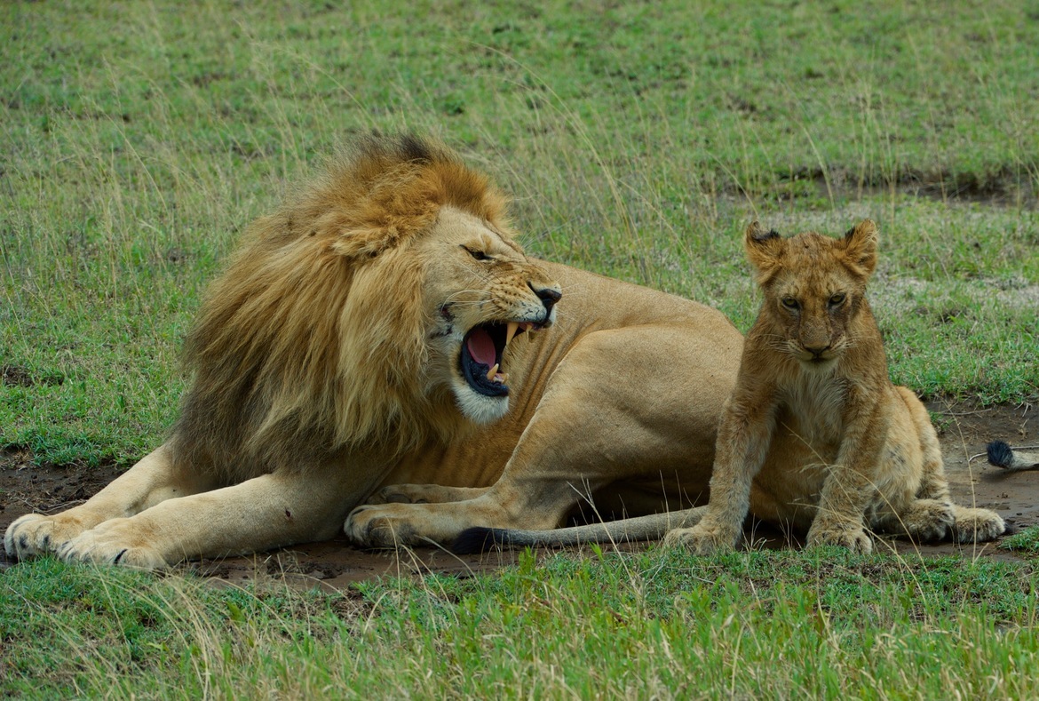 african Lion, Central Serengeti, Tanzania