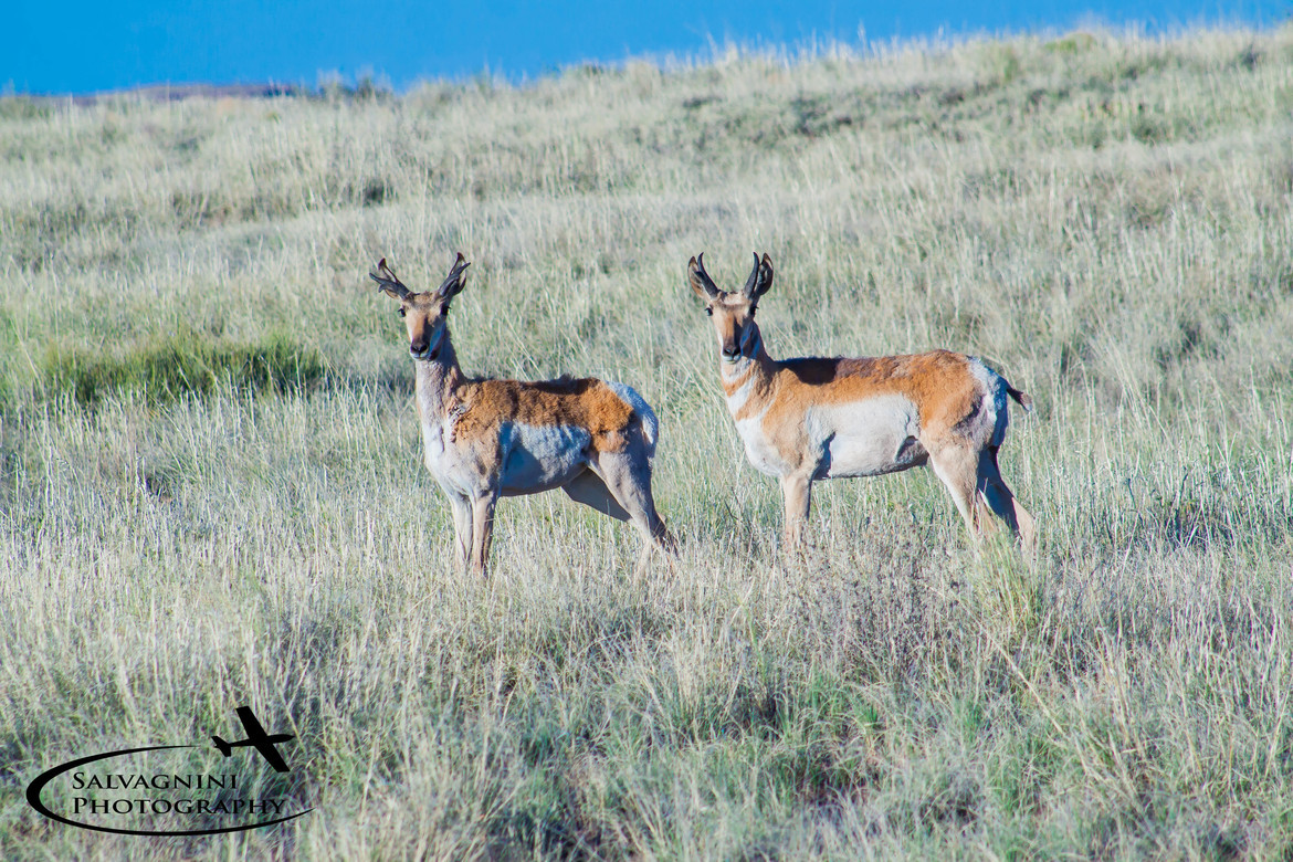 Horned Antelope, Petrified National Forest, United States
