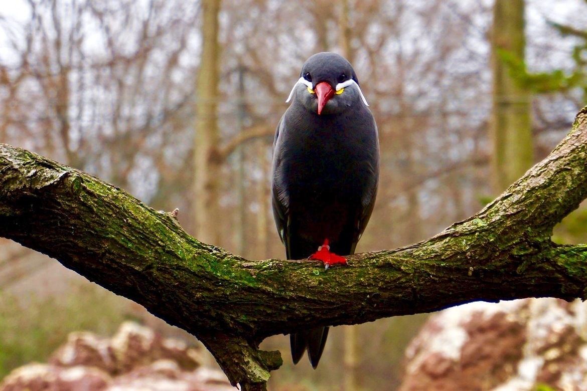 Inca Tern, PA, United States