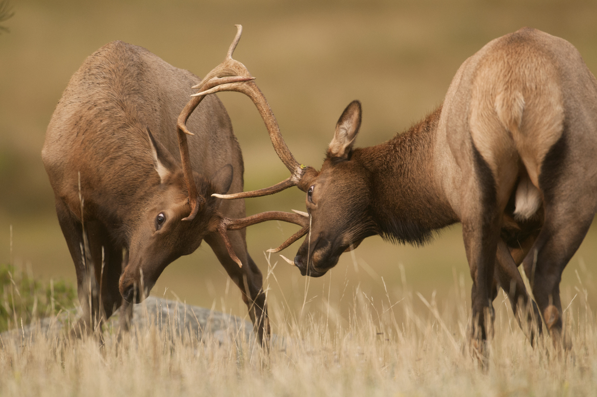 Bull Elk, Rocky Mountain National Park, Colorado, USA