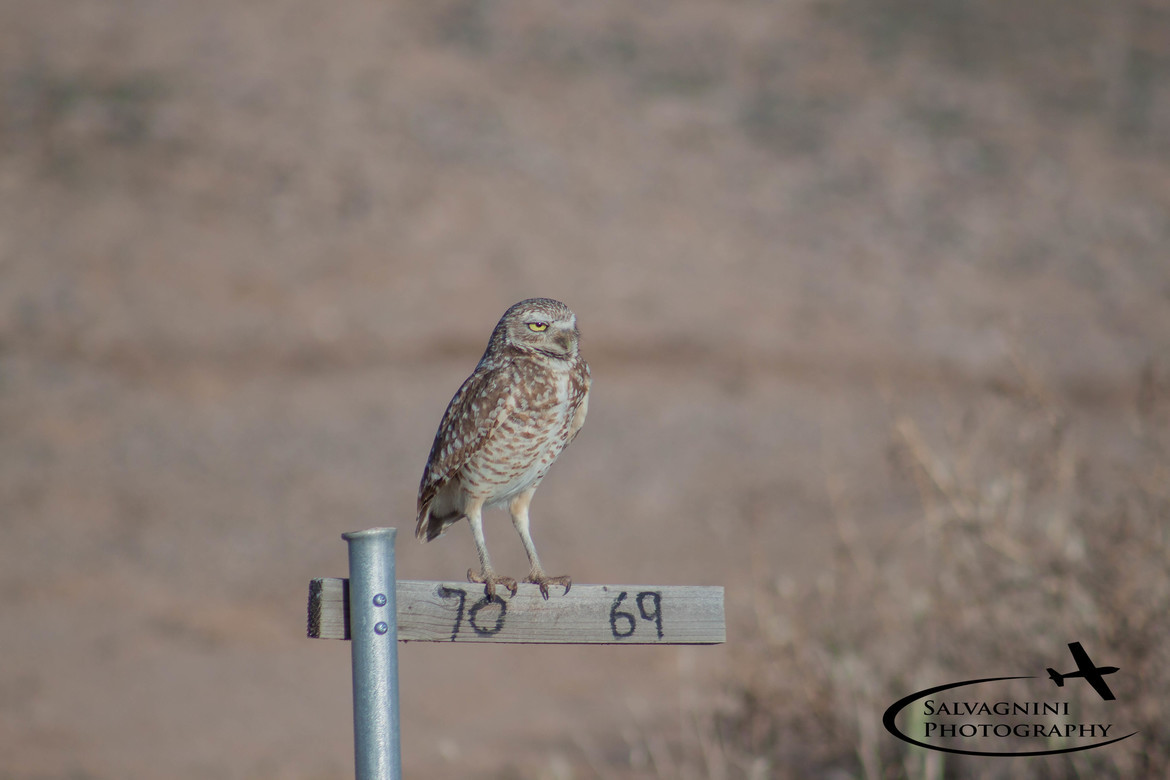 Burrowing Owl, Zanjero Park, United States