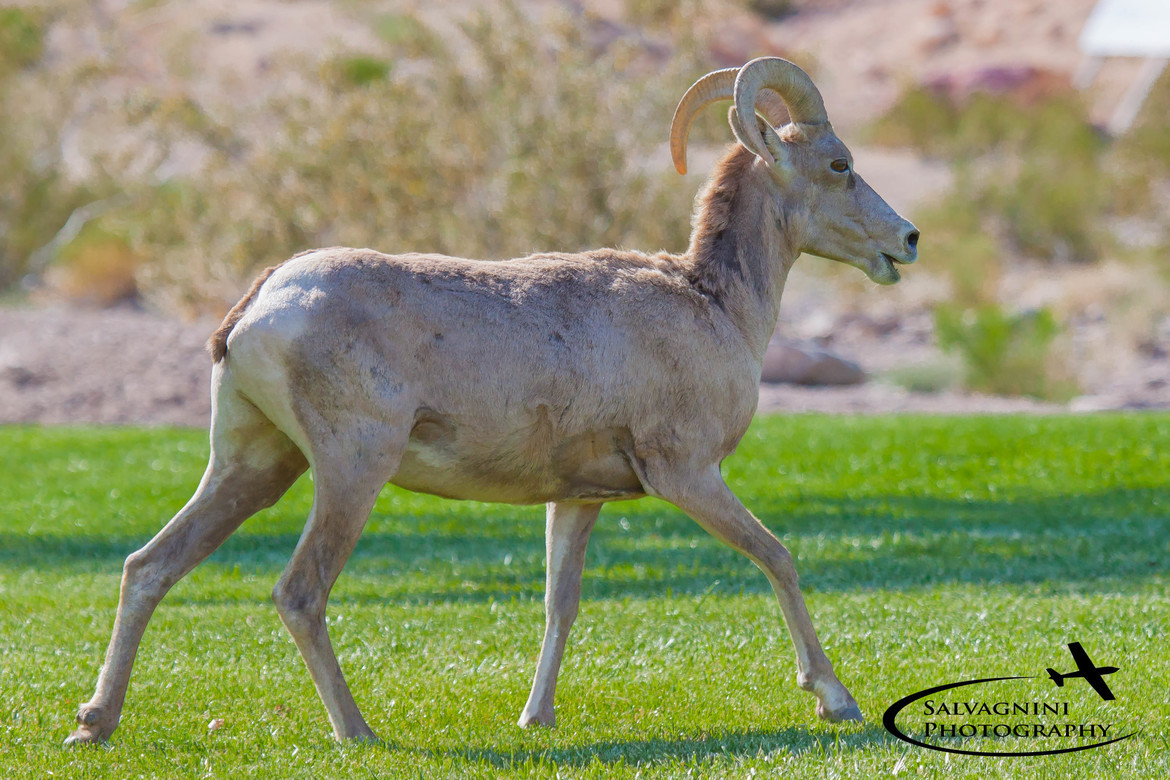 Big Horn Sheep, Lake Mead, NV, United States