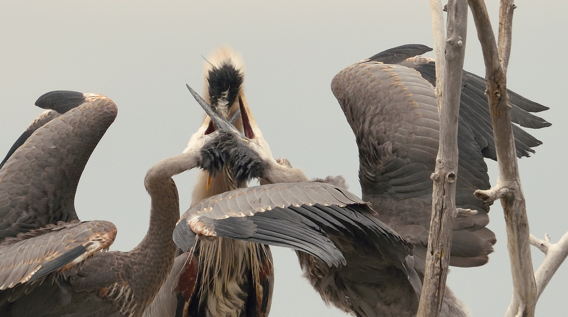 Great Blue Herons, Jefferson County, Colorado, USA